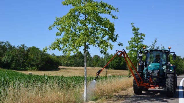 Stadtbäume nicht gießen