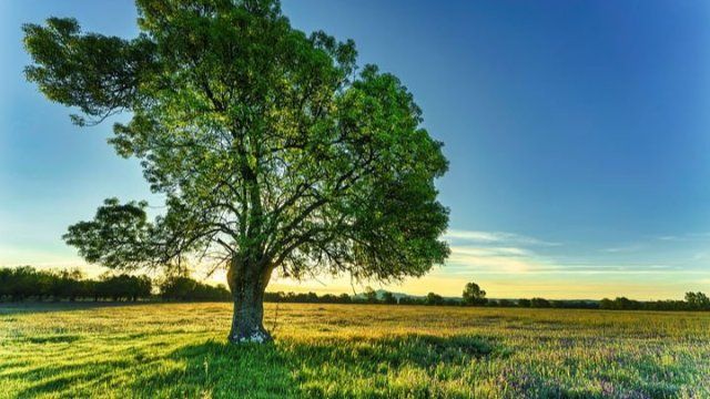 100 Jahre alte Eschen gelten als Naturdenkmäler  