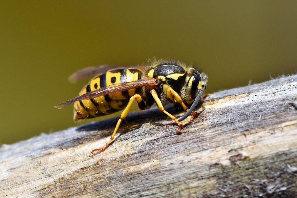 Trockenheit treibt mehr Wespen an den Tisch Trockenheit treibt mehr Wespen an den Tisch