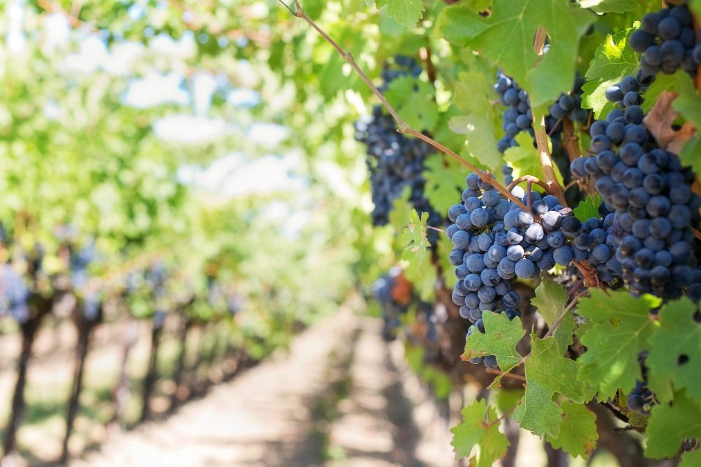 Drohnen sollen in Weinbergen Schädlinge bekämpfen Drohnen sollen in Weinbergen Schädlinge bekämpfen