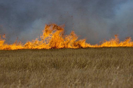 Getreidefeld im Hunsrück in Flammen Getreidefeld im Hunsrück in Flammen