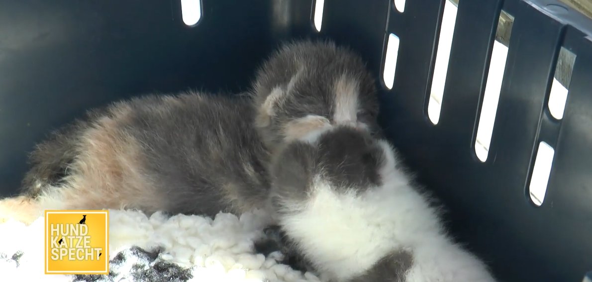 Ausgesetzte Katzen haben den Kampf um das Überleben verloren
