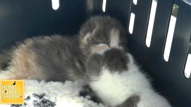 Ausgesetzte Katzen haben den Kampf um das Überleben verloren