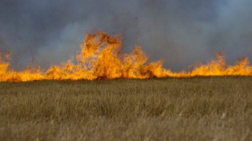 Getreidefeld im Hunsrück in Flammen  