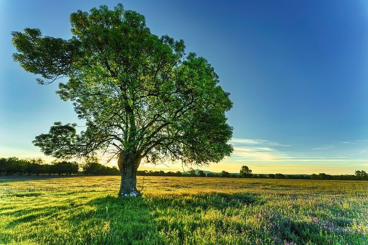 100 Jahre alte Eschen gelten als Naturdenkmäler  