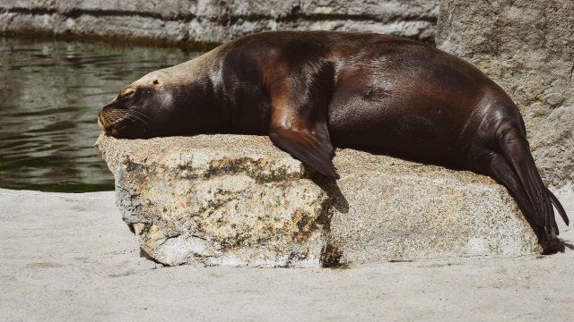 Scheibe am Seelöwengehege im Zoo Neuwied schwer beschädigt
