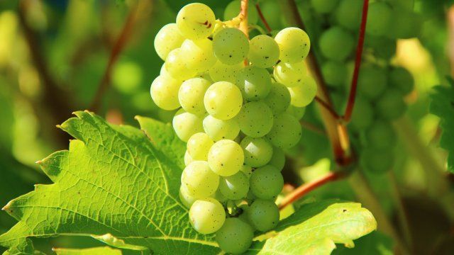 Frühe Traubenernte in der Region beginnt