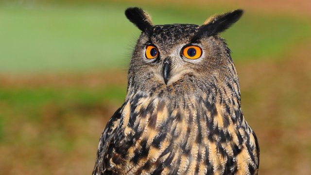 Eulen brüten vermehrt in Menschennähe