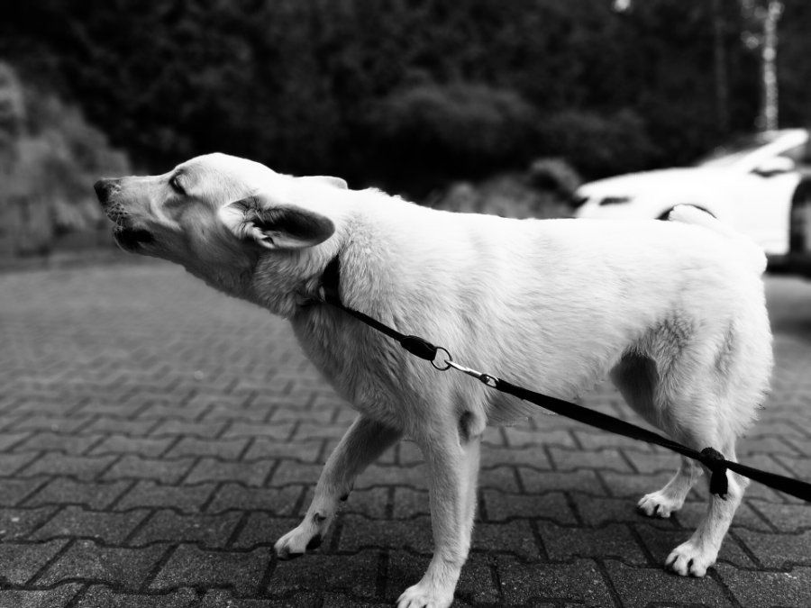 Trödelmarkt: 5-jähriges Kind von Hund gebissen Trödelmarkt: 5-jähriges Kind von Hund gebissen