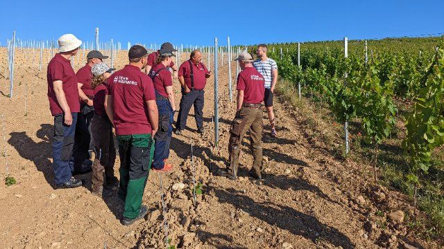 Inklusion im Weinbau: Raus aus der Werkstatt, rein in den Weinberg