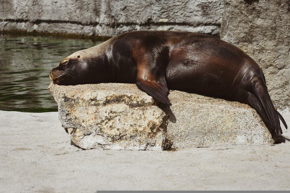 Scheibe am Seelöwengehege im Zoo Neuwied schwer beschädigt Scheibe am Seelöwengehege im Zoo Neuwied schwer beschädigt