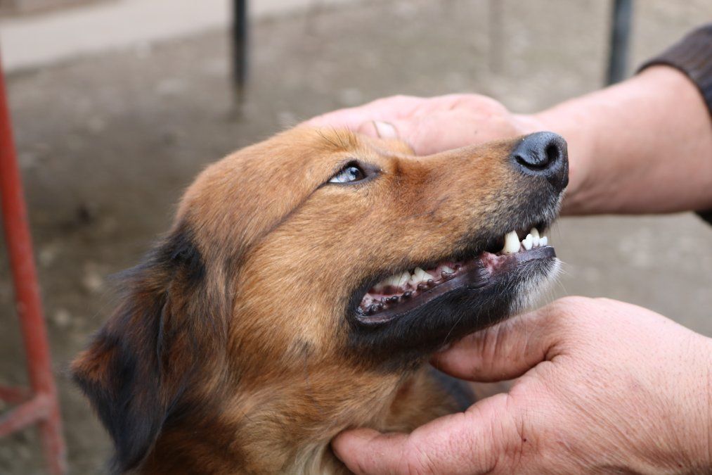 Freilaufender Hund beißt Spaziergänger  