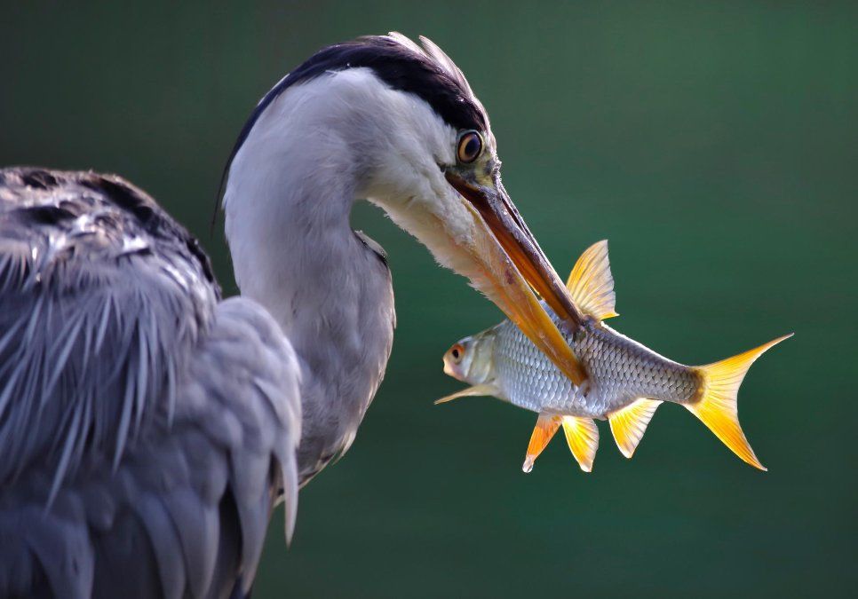 Bad-Neuenahr-Ahrweiler: Ein Fischreiher verirrt sich bei Fisch-Meyer Bad-Neuenahr-Ahrweiler: Ein Fischreiher verirrt sich bei Fisch-Meyer
