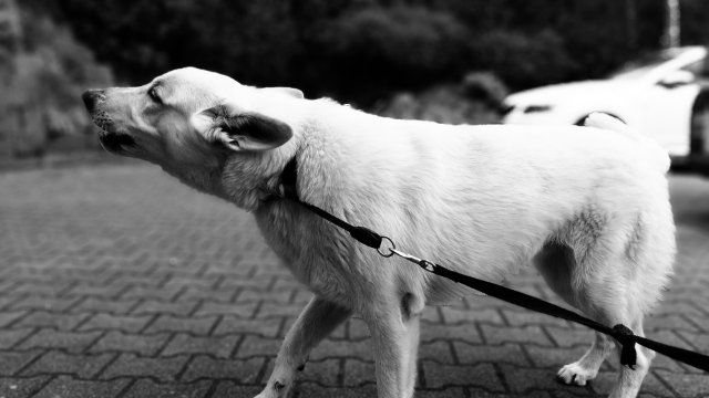 Trödelmarkt: 5-jähriges Kind von Hund gebissen