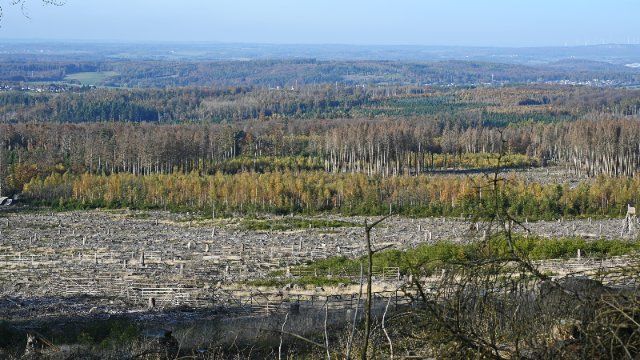 Natürliche Dynamik soll im Wald den Takt angeben