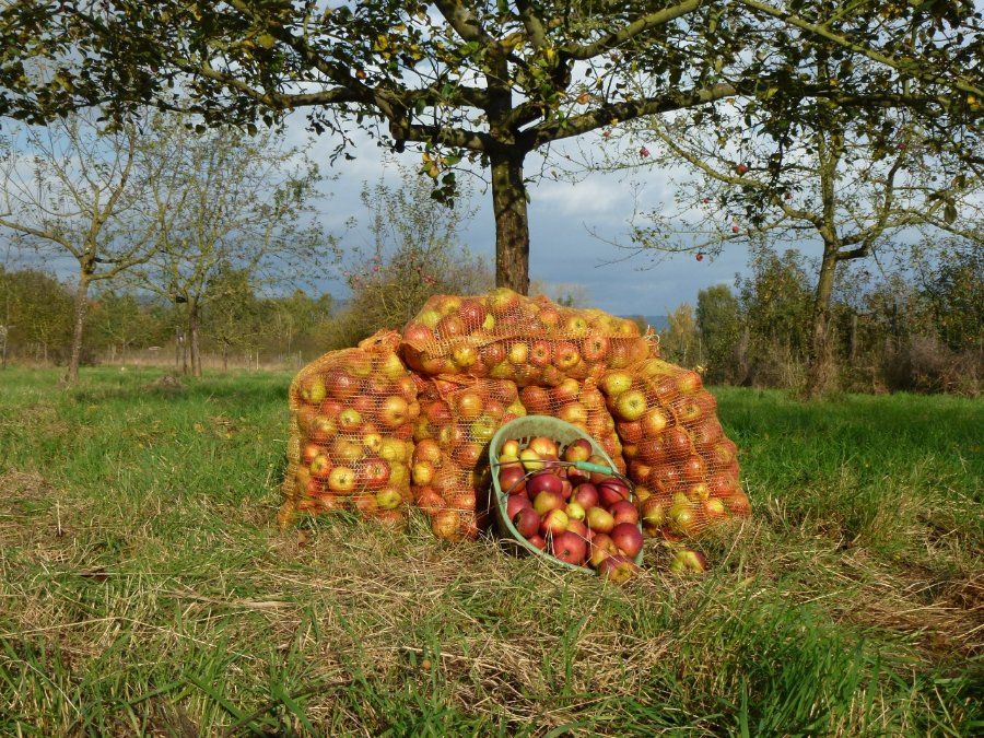 Streuobstversteigerung war ein voller Erfolg Streuobstversteigerung war ein voller Erfolg
