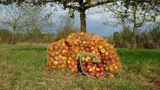 Streuobstversteigerung war ein voller Erfolg