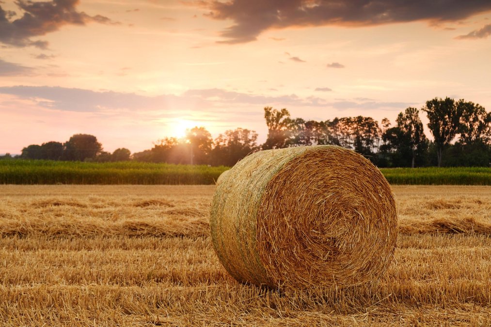 Zweiter Baustein des Hilfspakets für die Landwirtschaft kommt Zweiter Baustein des Hilfspakets für die Landwirtschaft kommt