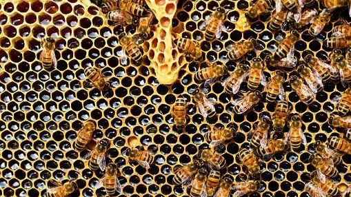 Imker hetzt Bienen auf Mitarbeiter der Stadt Neuwied  