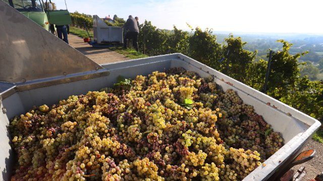 Weinernte besser ausgefallen als zunächst erwartet 