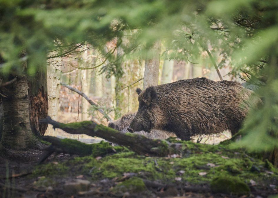Wildschwein verfolgt Wanderinnen in Boppard Wildschwein verfolgt Wanderinnen in Boppard