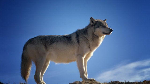 Bejagung des Wolfes ermöglichen