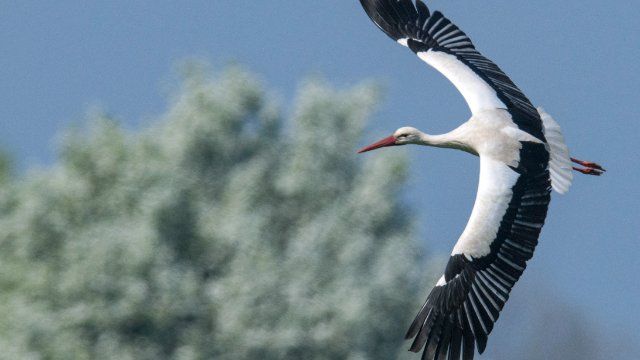 Trockenheit lässt Störche früher in den Süden ziehen