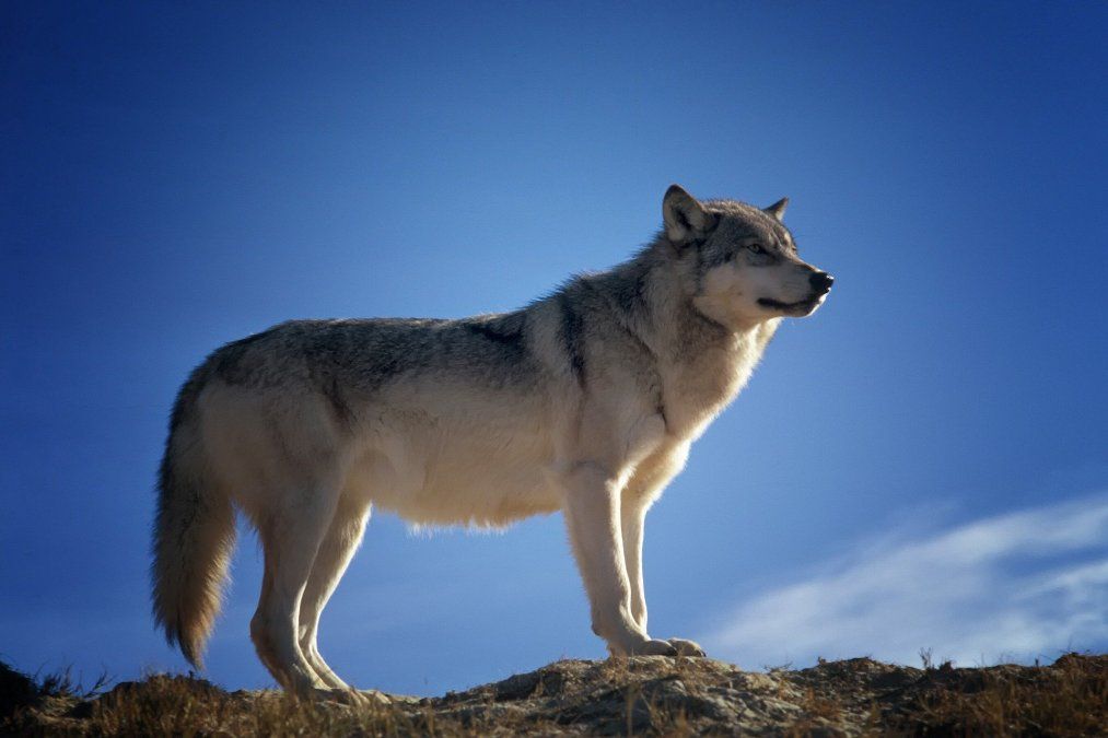 Bejagung des Wolfes ermöglichen Bejagung des Wolfes ermöglichen
