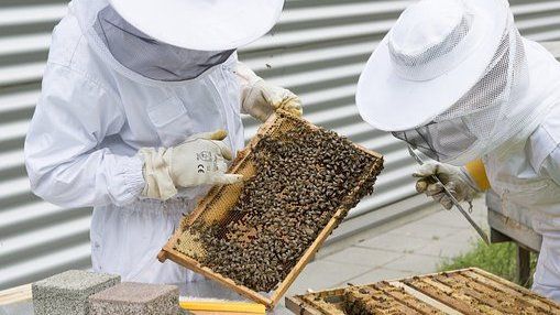 Imker ernten im Jahresvergleich deutlich mehr Honig