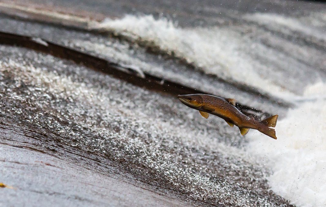 Kein Fischsterben im Rhein nach Trockenheit und Niedrigwasser