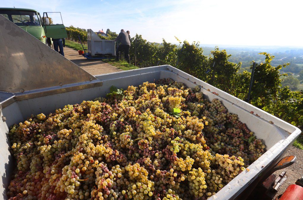 Weinernte besser ausgefallen als zunächst erwartet Weinernte besser ausgefallen als zunächst erwartet