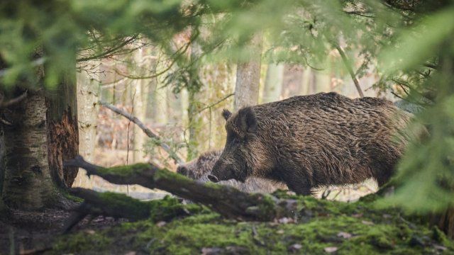 Wildschwein verfolgt Wanderinnen in Boppard