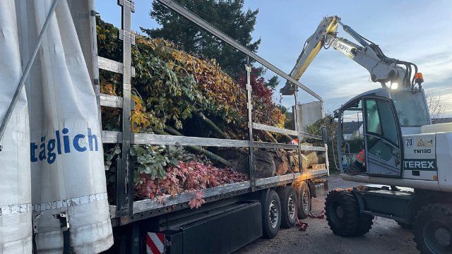 Koblenz: Hunderte neue Bäume für das Stadtgebiet