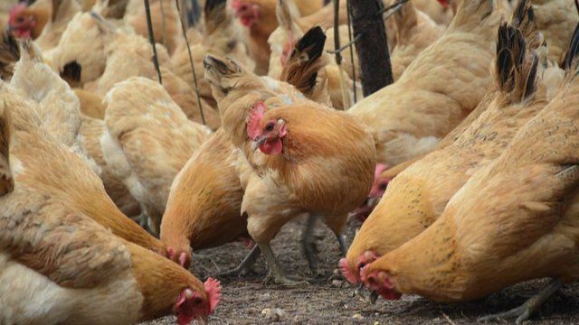 Vogelgrippe im Kreis Altenkirchen nachgewiesen