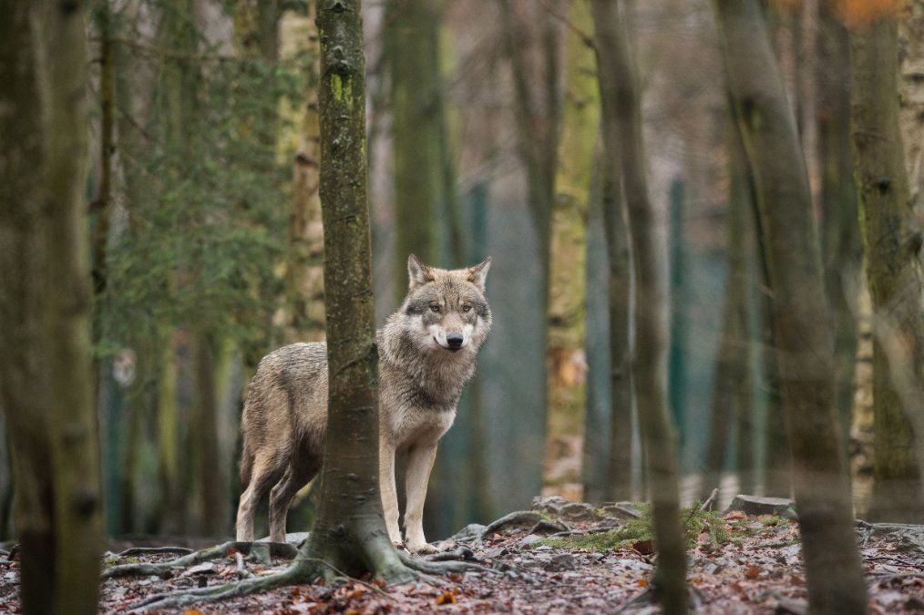 Land Rheinland-Pfalz erwartet noch mehr Wölfe Land Rheinland-Pfalz erwartet noch mehr Wölfe