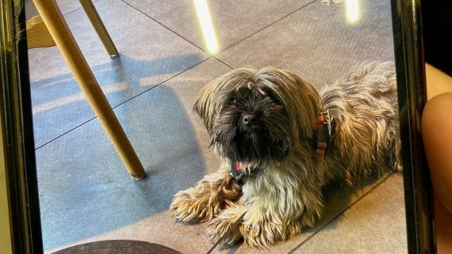 Vermisster Hund wieder bei Besitzer