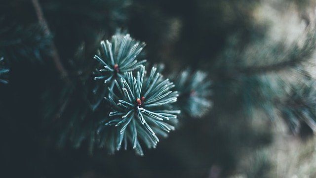 Weihnachtsbäume gesucht