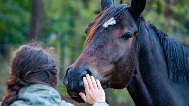 Pferd schubst Frau von Rad - Halterin zu Schmerzensgeld verurteilt