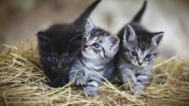 Sechs Katzenbabys tot in Plastiktüte gefunden