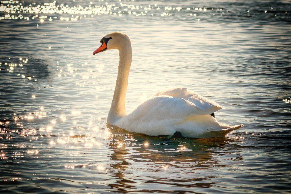 Unbekannte töten Schwan an Moselufer - Zeugen gesucht Unbekannte töten Schwan an Moselufer - Zeugen gesucht