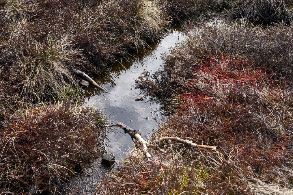 Klimaschutzbooster: Bundesregierung beschließt Moorschutz-Strategie Klimaschutzbooster: Bundesregierung beschließt Moorschutz-Strategie