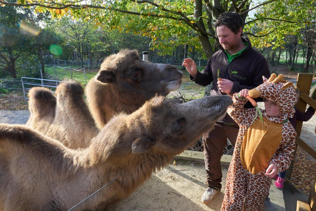 Erstmals Giraffen in einem rheinland-pfälzischen Tierpark erwartet Erstmals Giraffen in einem rheinland-pfälzischen Tierpark erwartet