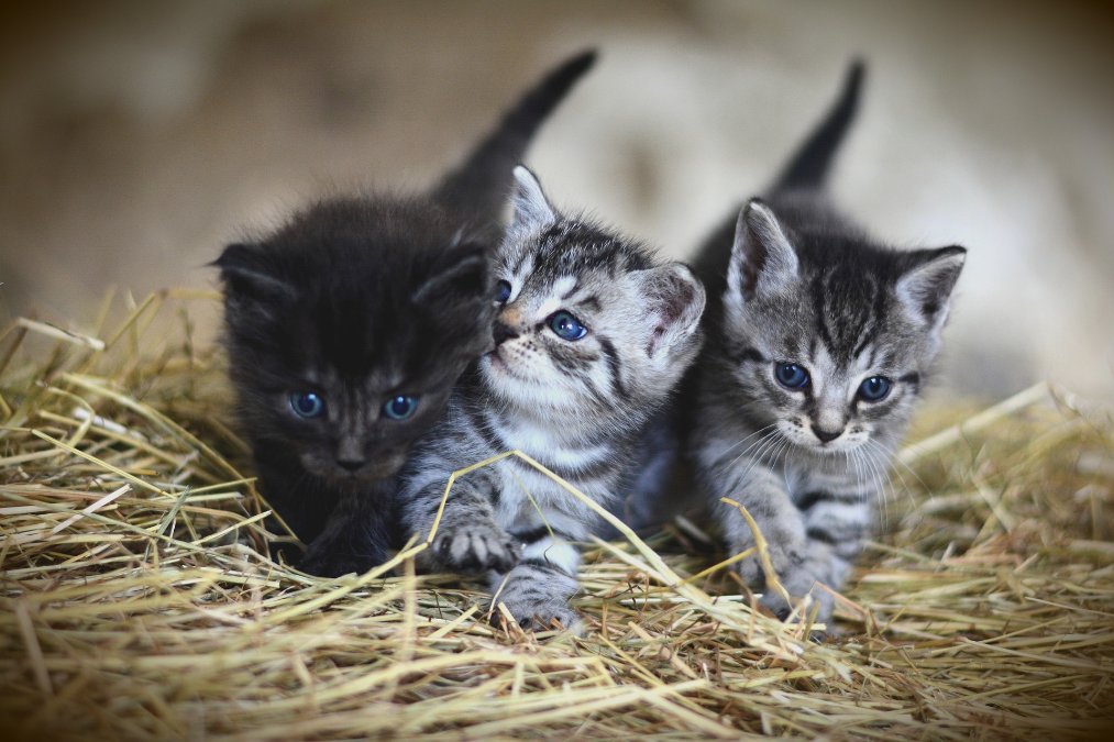 Sechs Katzenbabys tot in Plastiktüte gefunden Sechs Katzenbabys tot in Plastiktüte gefunden