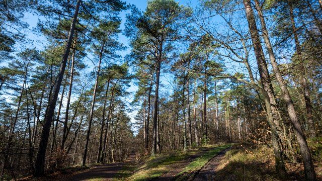Ministerin: Naturnahe Wälder bester Schutz vor Dürre und Hochwasser