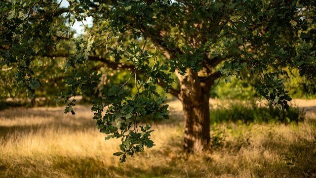  Der Herbst bringt neue Bäume in Andernach