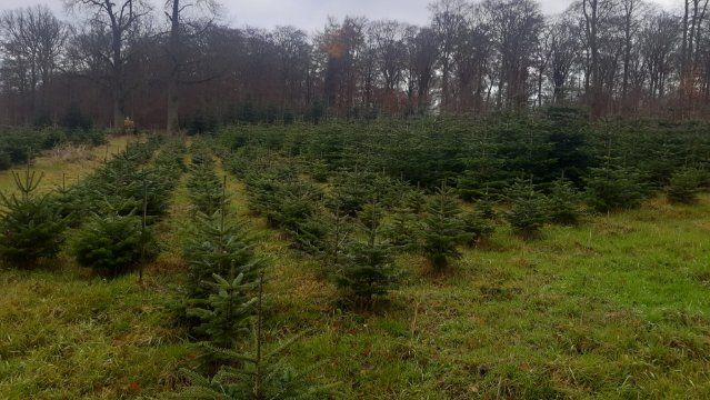Weihnachtsbaumverkauf im Mayener Forst