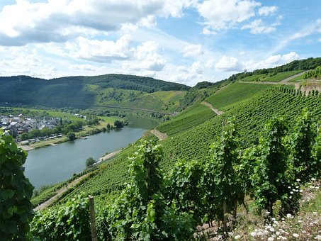 Mosel-Steillagen sind ein Paradies für Bienen und Schmetterlinge 