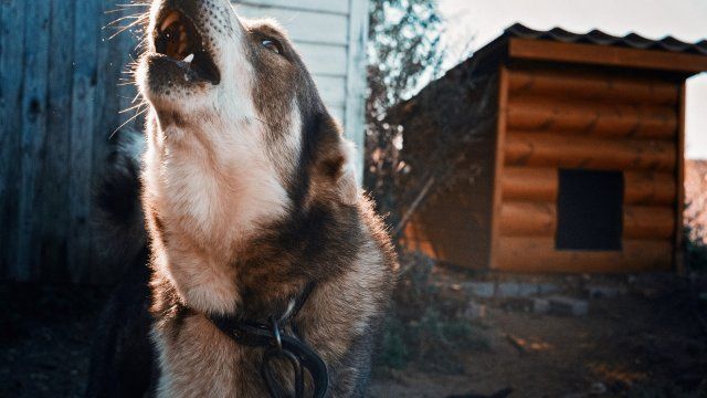 14-Jähriger in Bad Neuenahr mehrmals von einem Hund gebissen