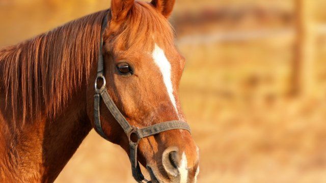 Hochwertiges Reitpferd von Koppel entwendet