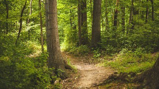 Umweltministerium verstärkt Forschung zum Wald 
